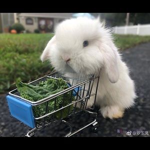 Meet your Posher, Ying